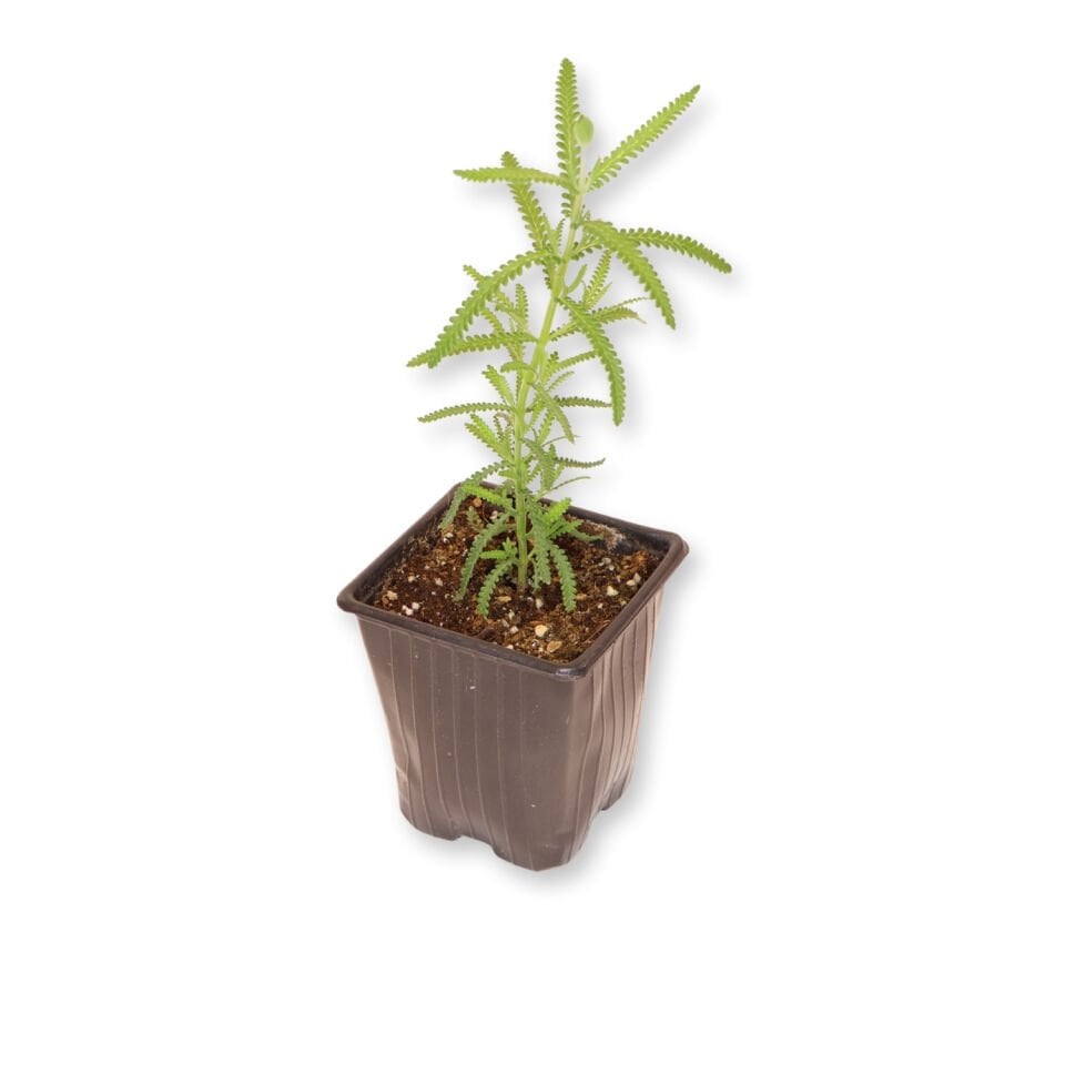 Ortaboy Fransız lavantası fidesi