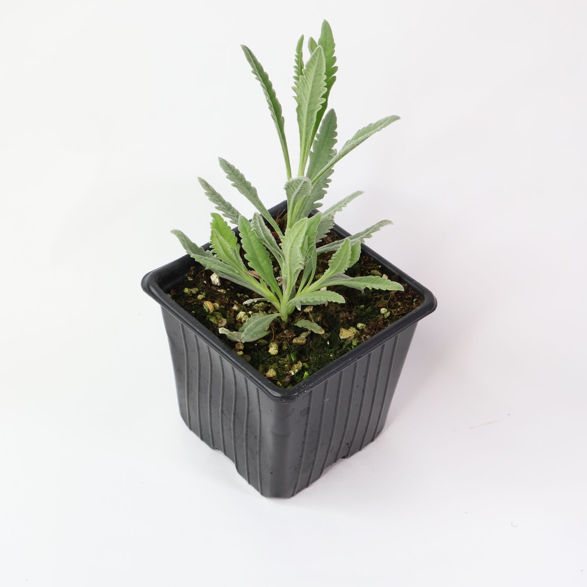 Ortaboy Portekiz lavantası fidesi