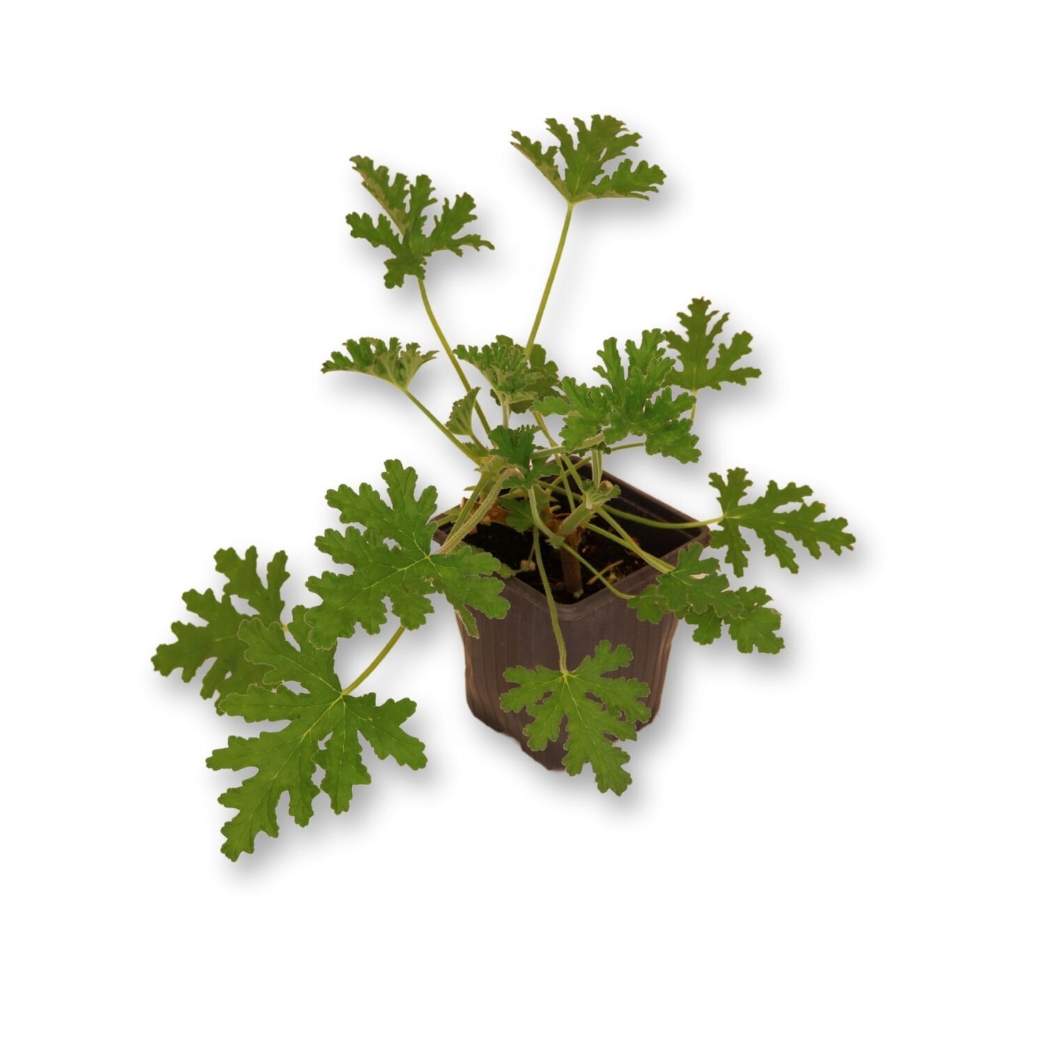 Ortaboy ıtır fidesi