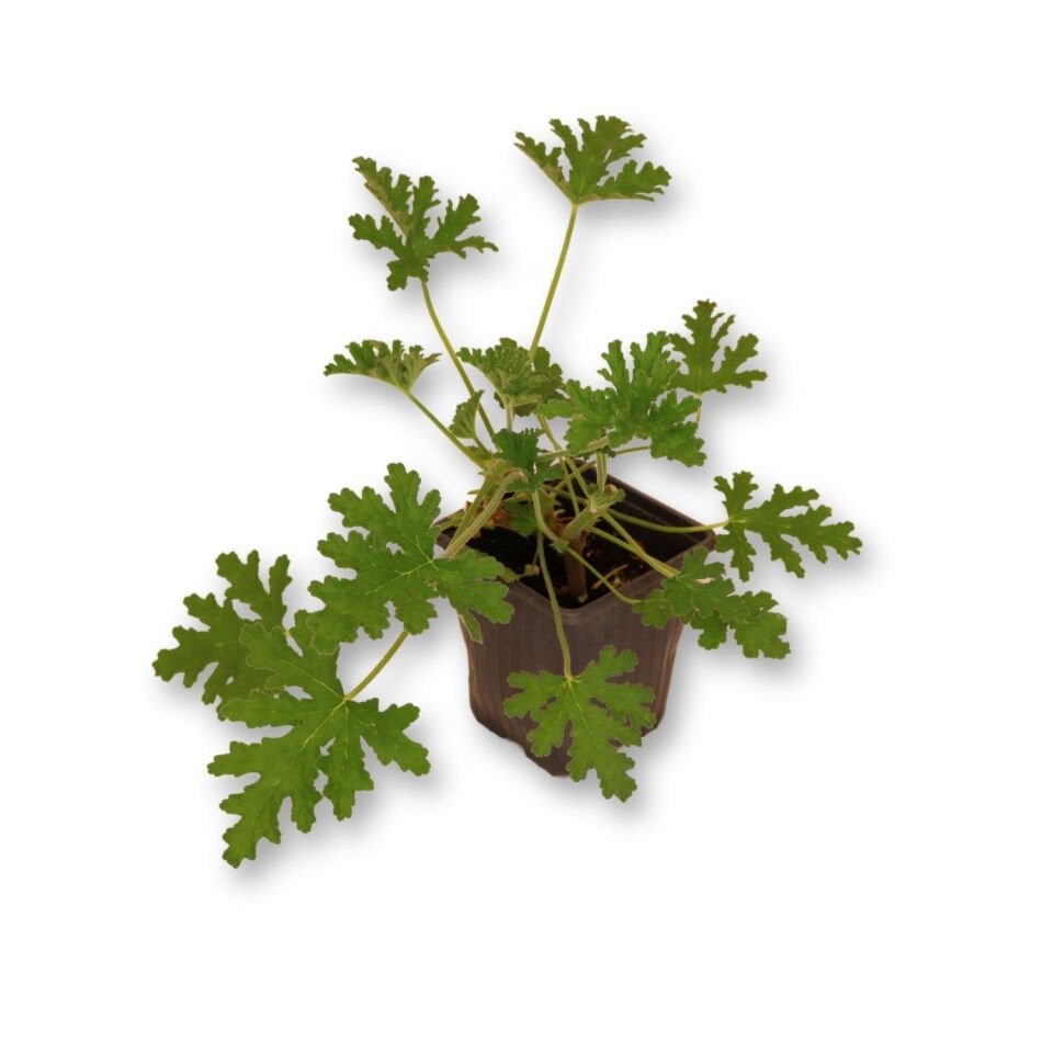 Ortaboy ıtır fidesi