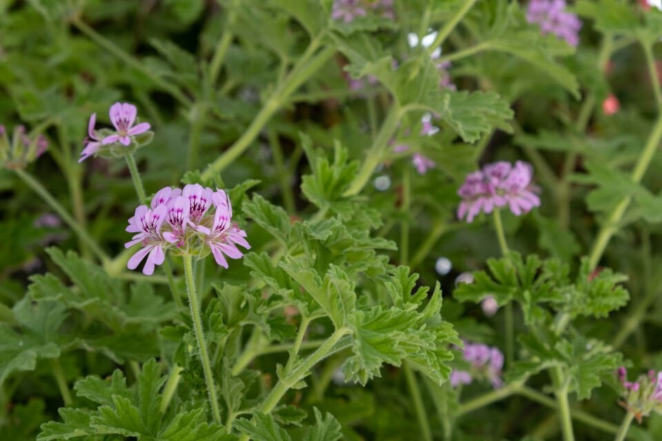 Ortaboy ıtır fidesi