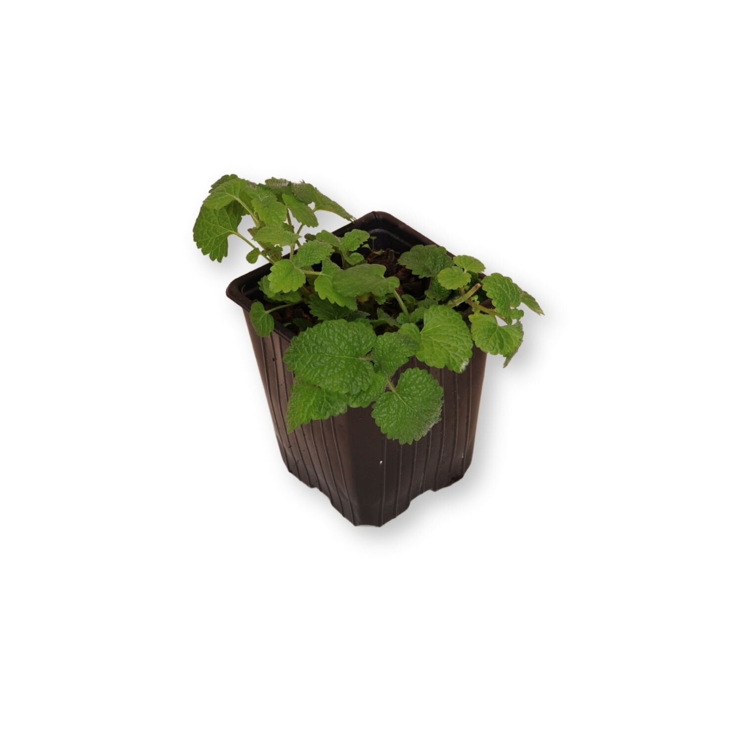 Ortaboy melisa fidesi