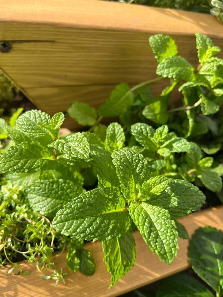 Ortaboy melisa fidesi