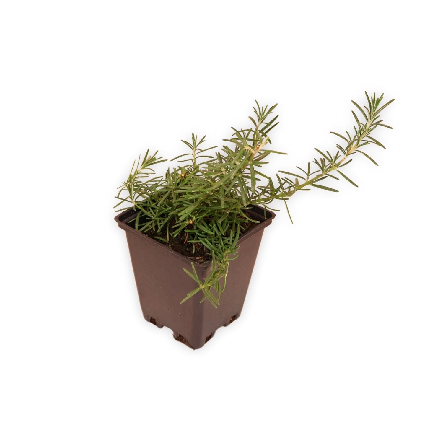 Ortaboy sarkan biberiye fidesi