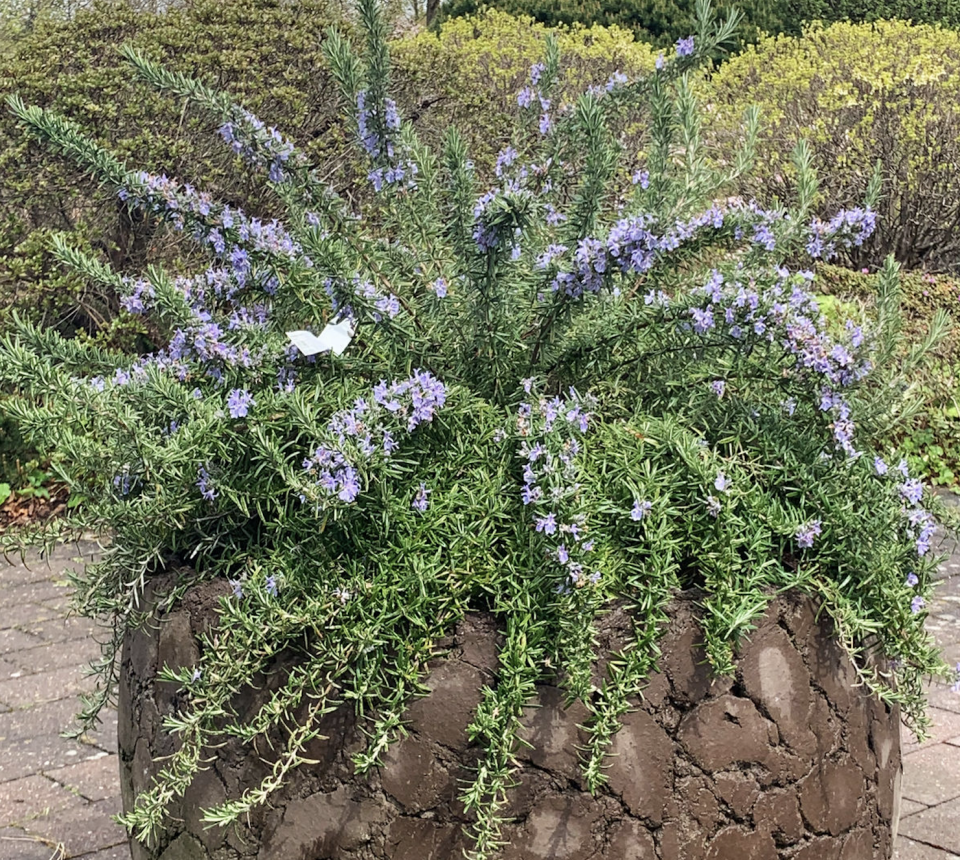 Ortaboy sarkan biberiye fidesi