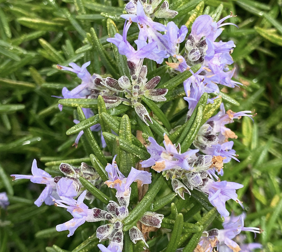 Ortaboy sarkan biberiye fidesi