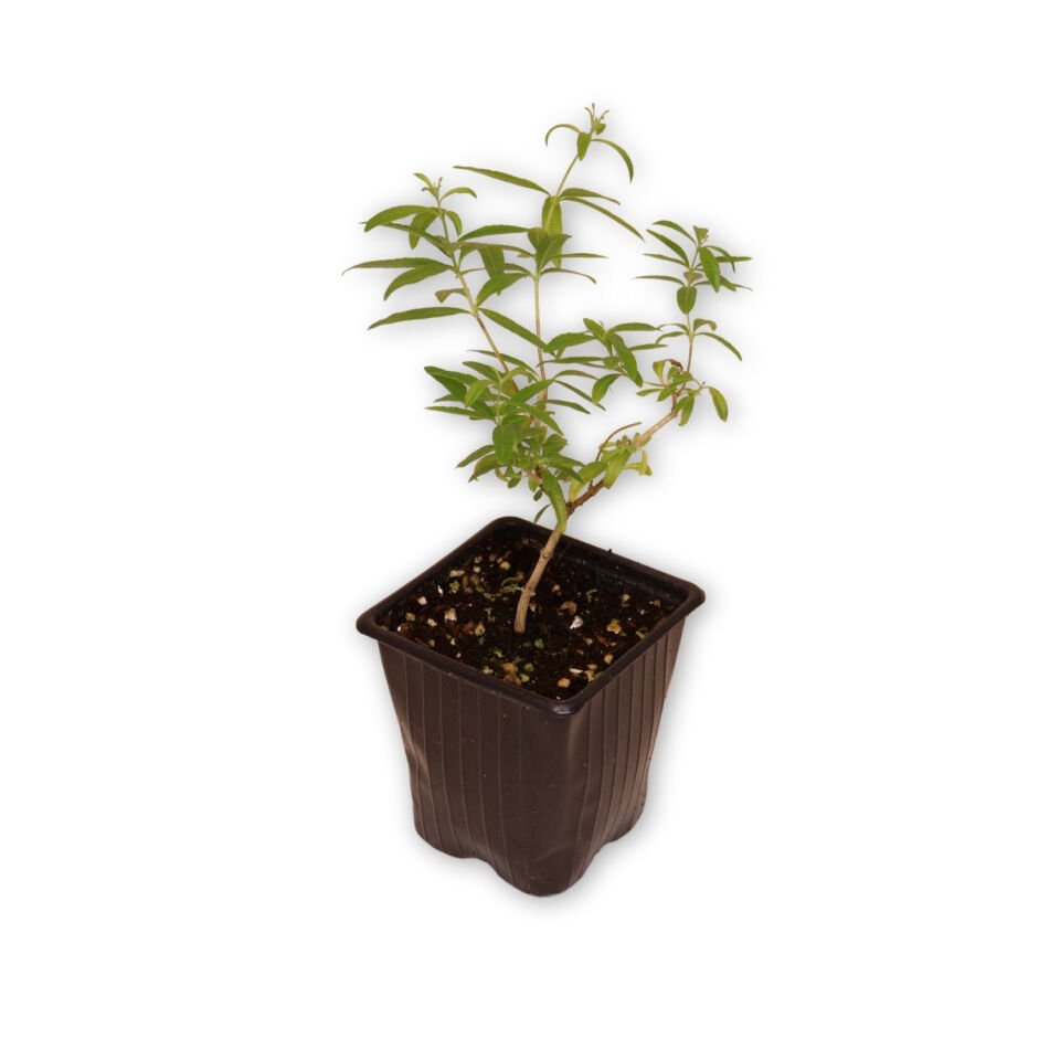 Ortaboy limon verbena / çay ağacı fidesi