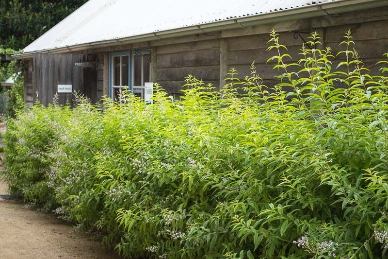 Ortaboy limon verbena / çay ağacı fidesi