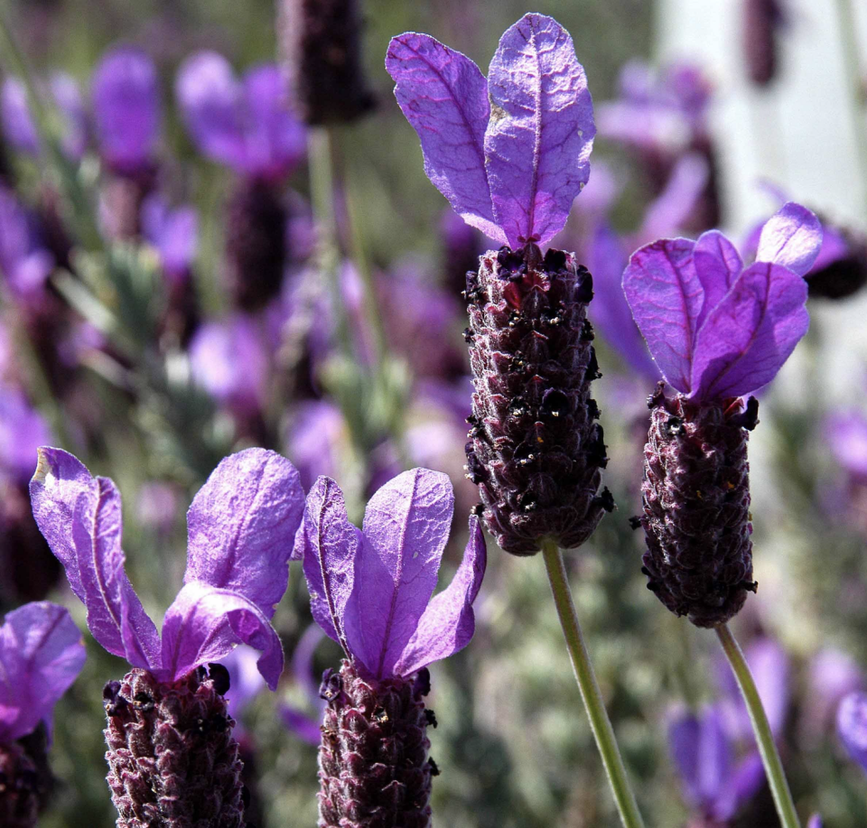 Ortaboy karabaşotu  fidesi