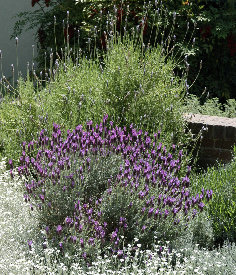 Ortaboy karabaşotu  fidesi