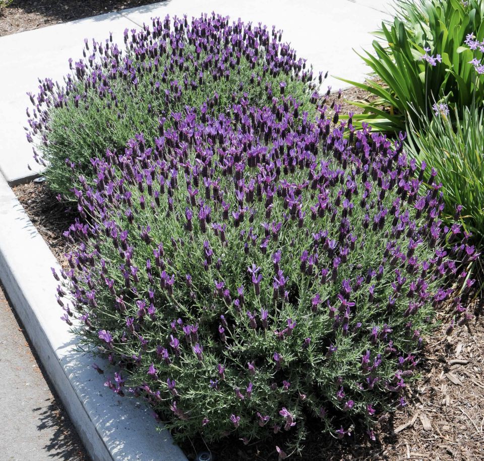 Ortaboy karabaşotu  fidesi