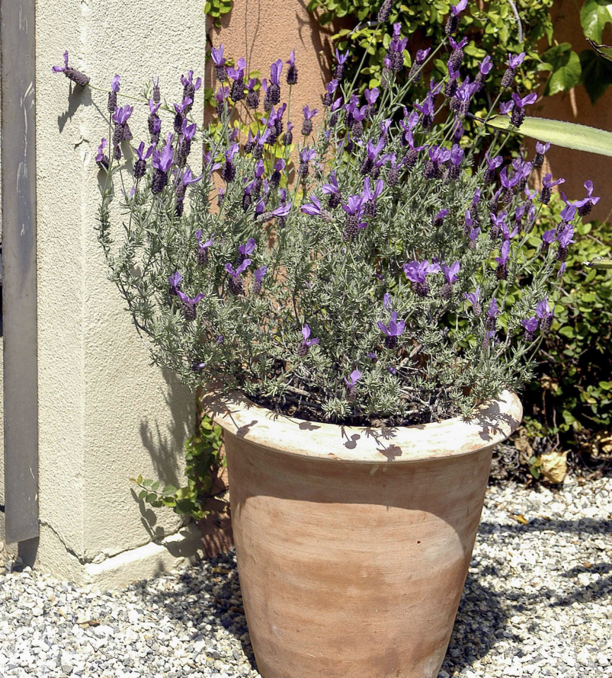 Ortaboy karabaşotu  fidesi