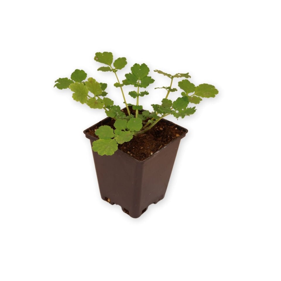 Ortaboy kırlangıçotu fidesi