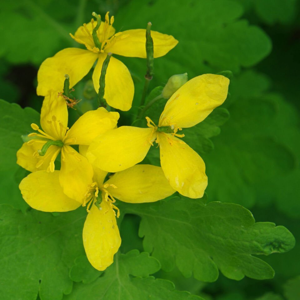 Ortaboy kırlangıçotu fidesi