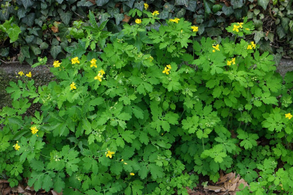 Ortaboy kırlangıçotu fidesi