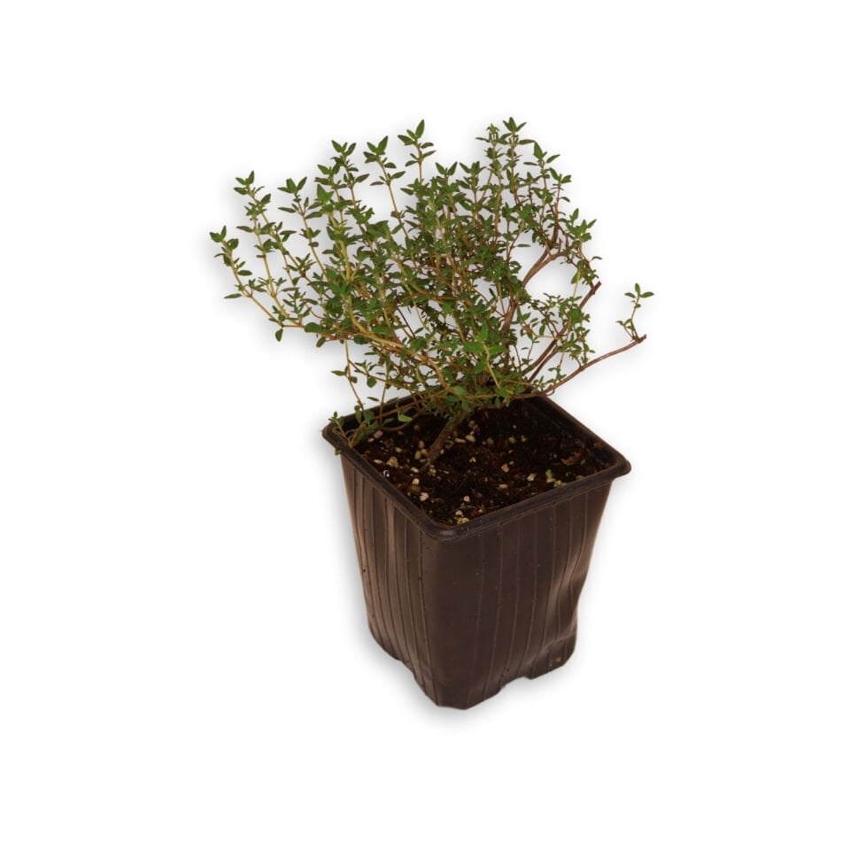 Ortaboy dağ kekiği fidesi