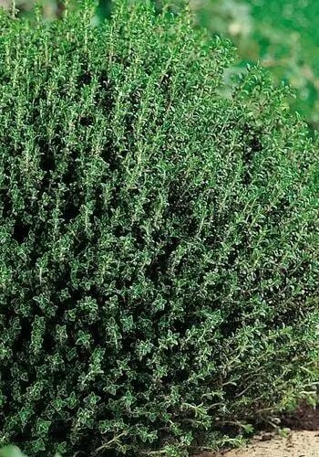 Ortaboy dağ kekiği fidesi