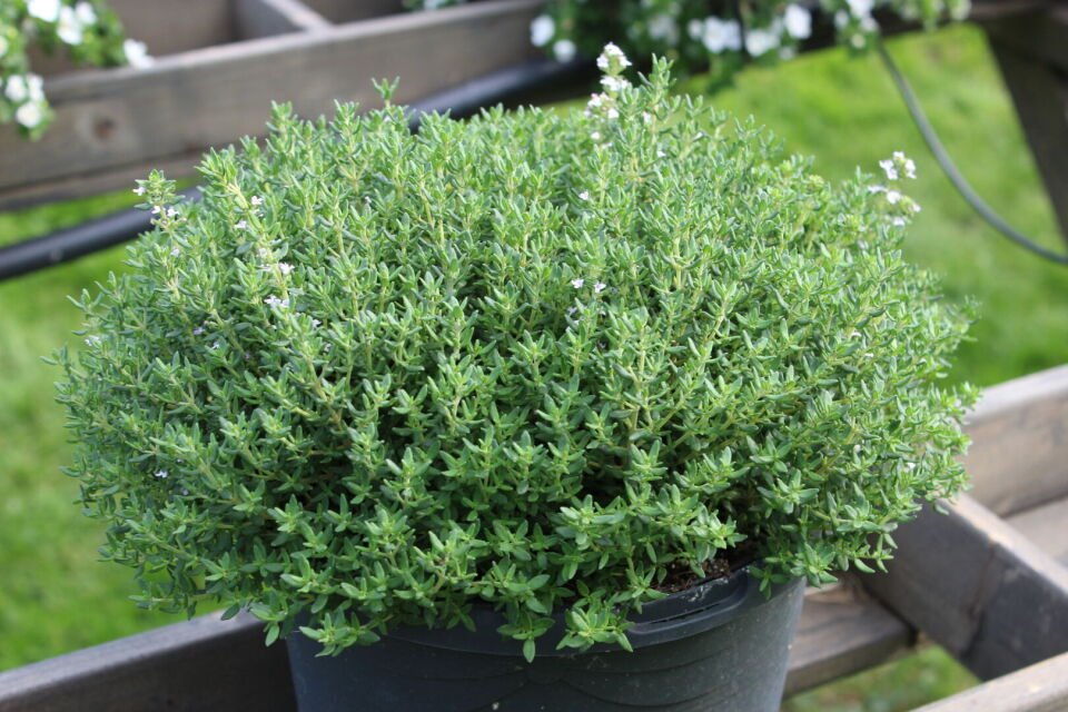 Ortaboy dağ kekiği fidesi