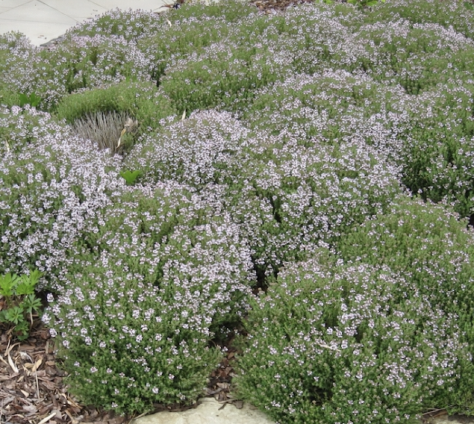 Ortaboy dağ kekiği fidesi