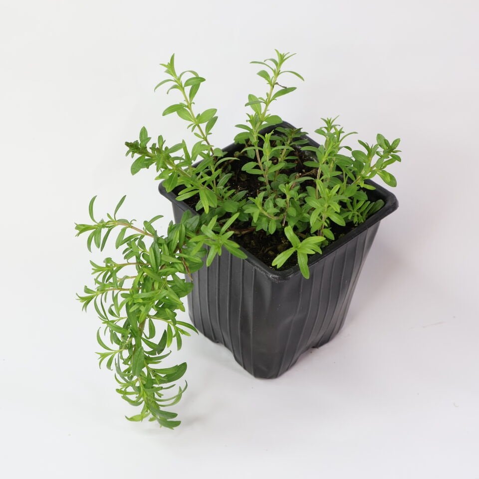 Ortaboy zahter kekik fidesi