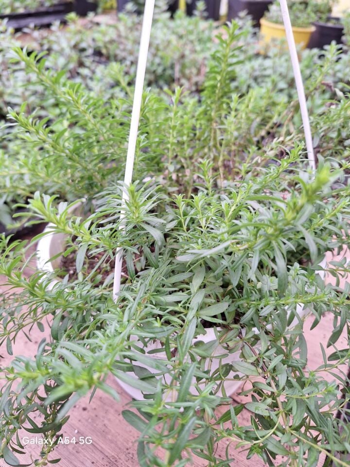 Ortaboy zahter kekik fidesi