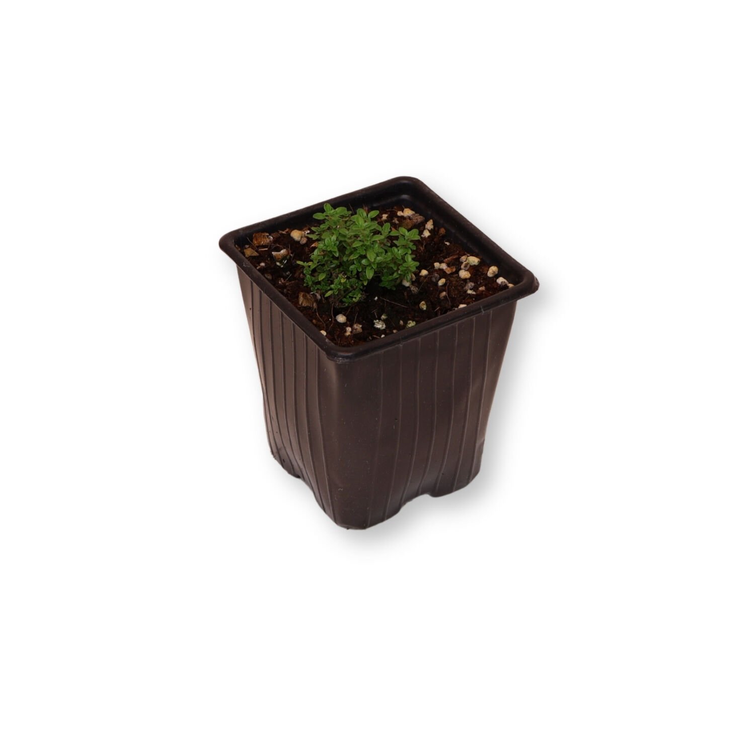 Ortaboy yabani kekik fidesi