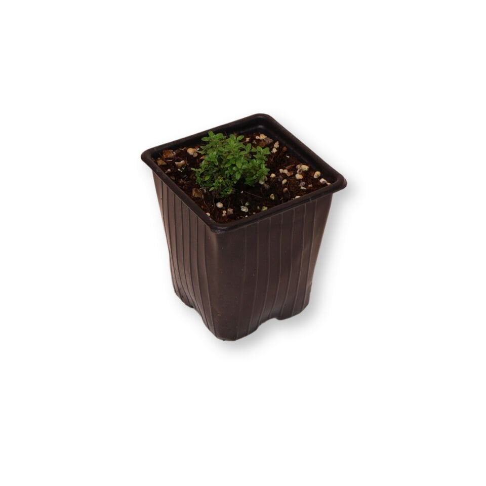 Ortaboy yabani kekik fidesi