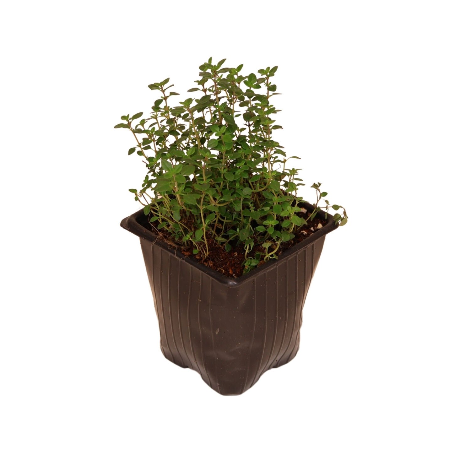 Ortaboy portakal aromalı kekik fidesi