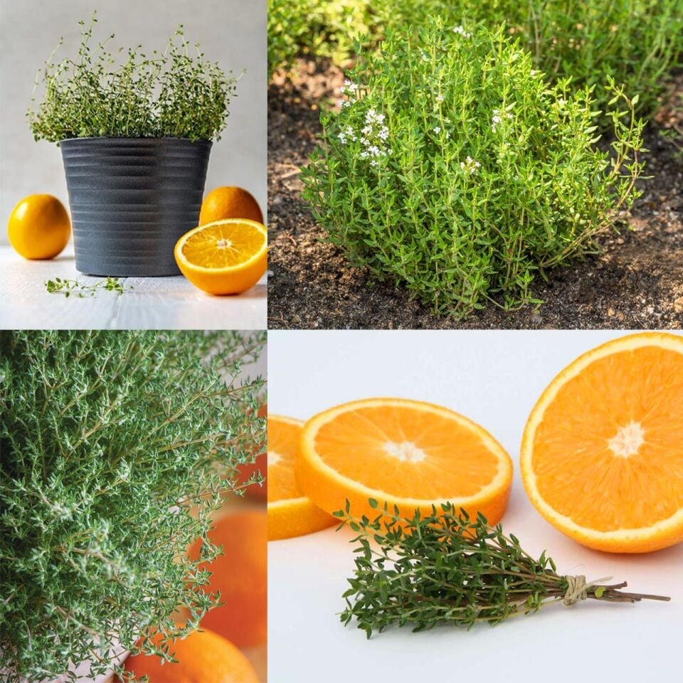 Ortaboy portakal aromalı kekik fidesi