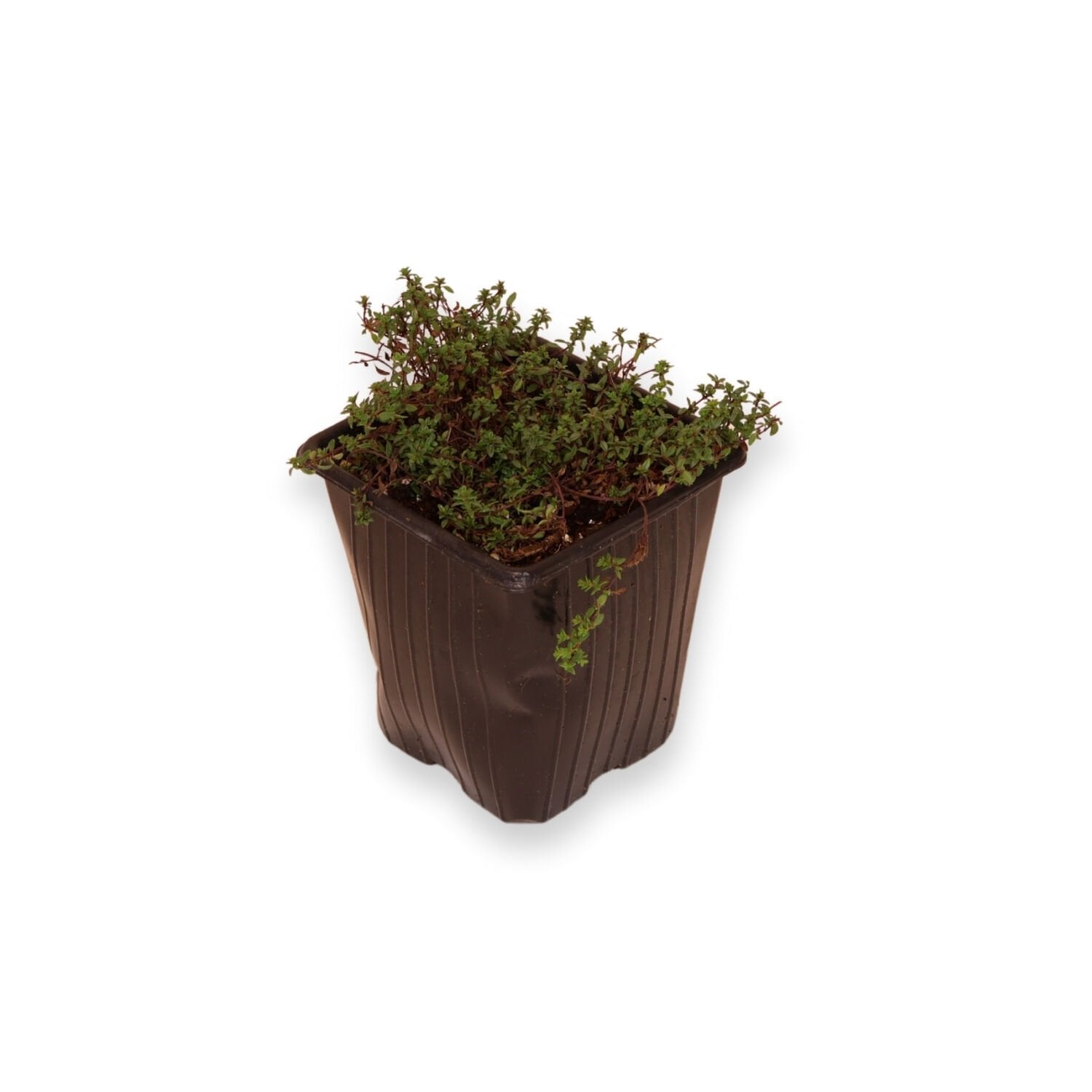 Ortaboy kırmızı sarkan kekik fidesi