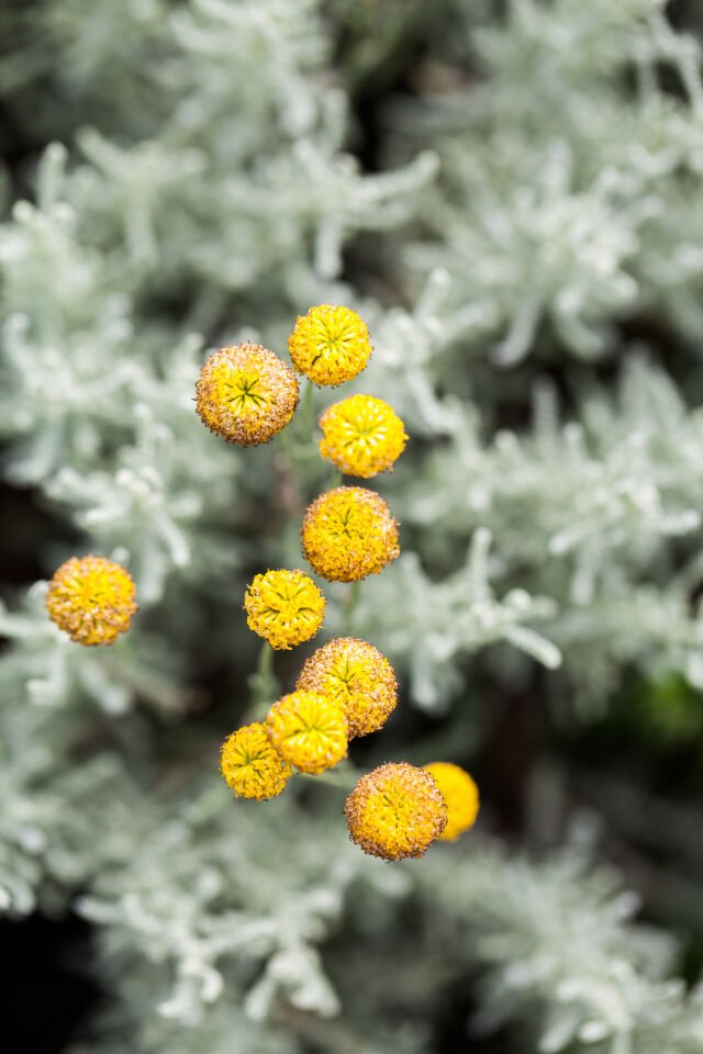Ortaboy altın kekik  fidesi