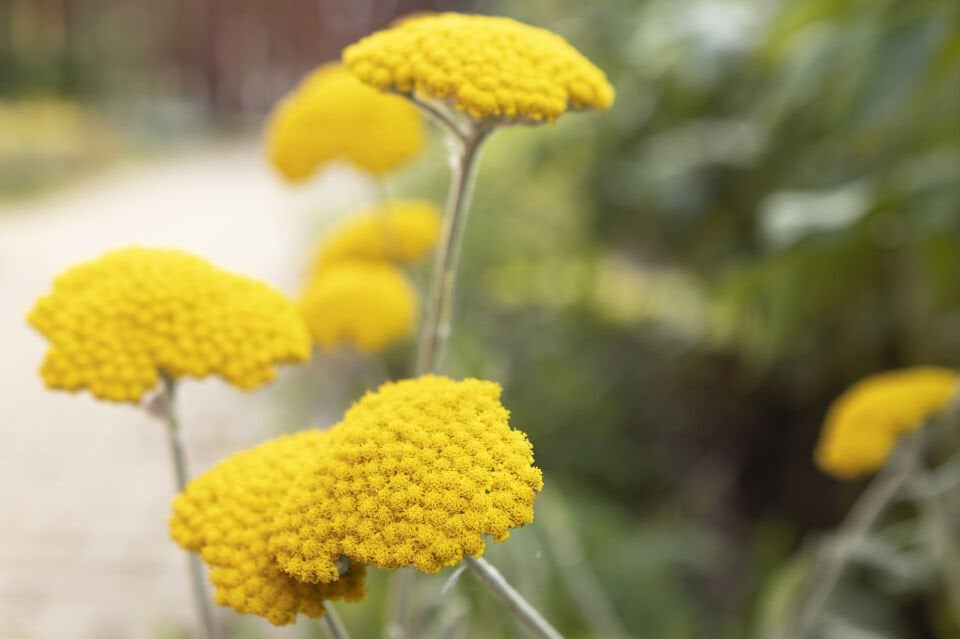 Ortaboy altın kekik  fidesi