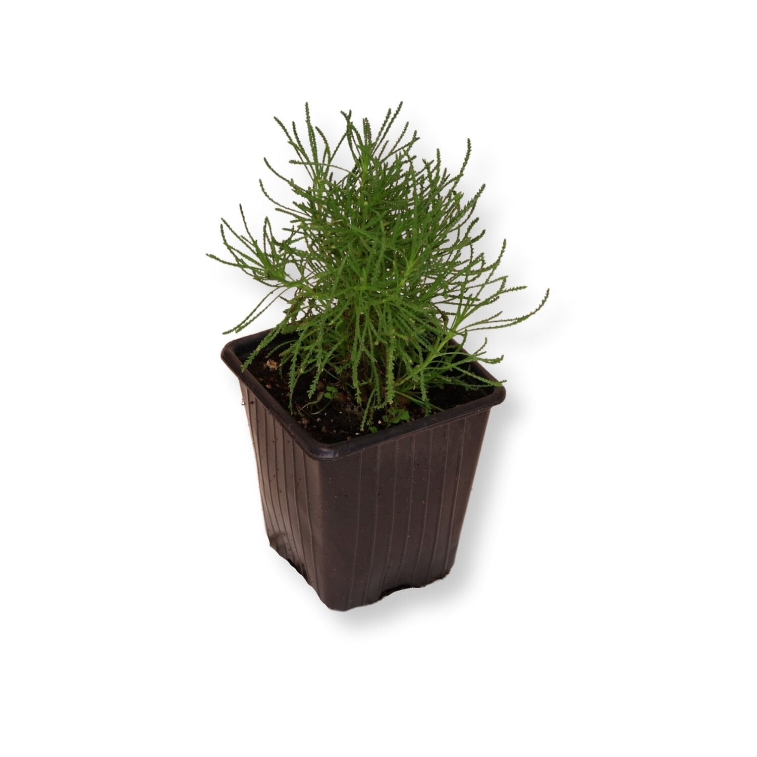 Ortaboy zeytin otu fidesi