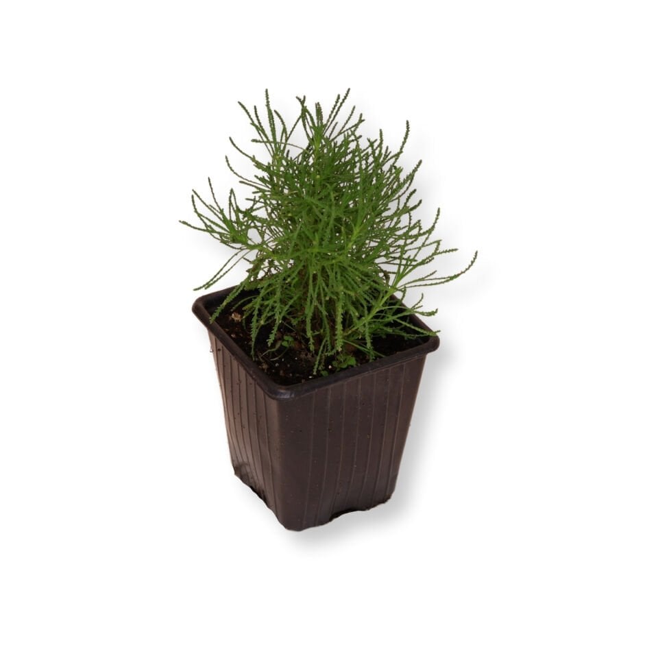 Ortaboy zeytin otu fidesi