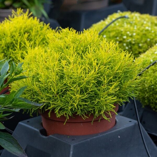 Ortaboy zeytin otu fidesi