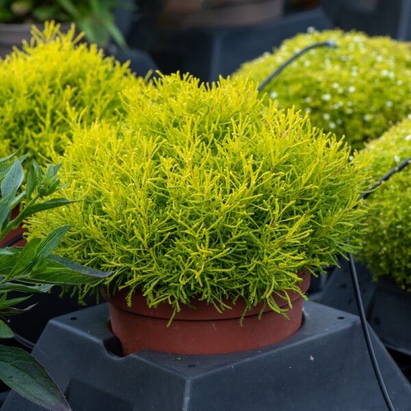 Ortaboy zeytin otu fidesi