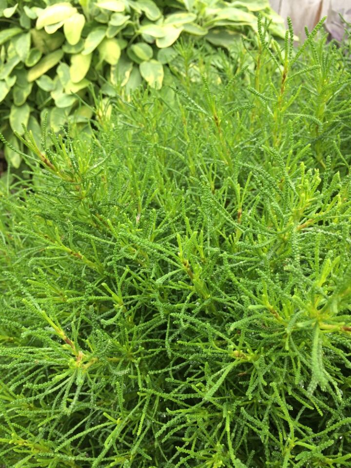 Ortaboy zeytin otu fidesi