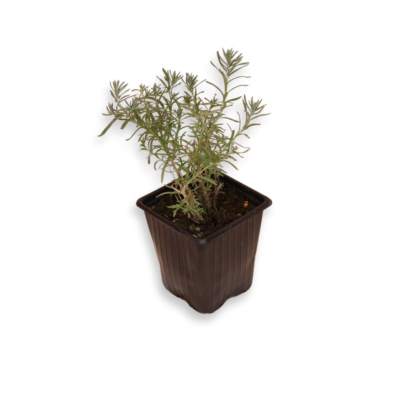 Ortaboy köri kekik fidesi