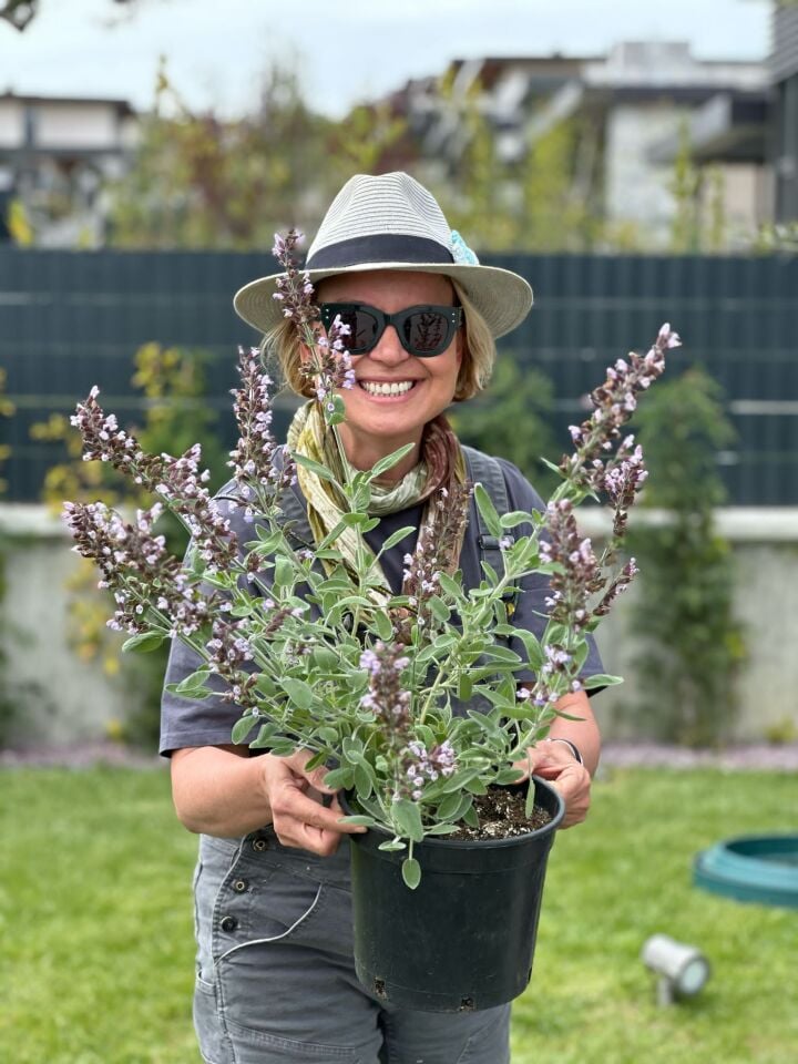 Ortaboy klasik adaçayı fidesi