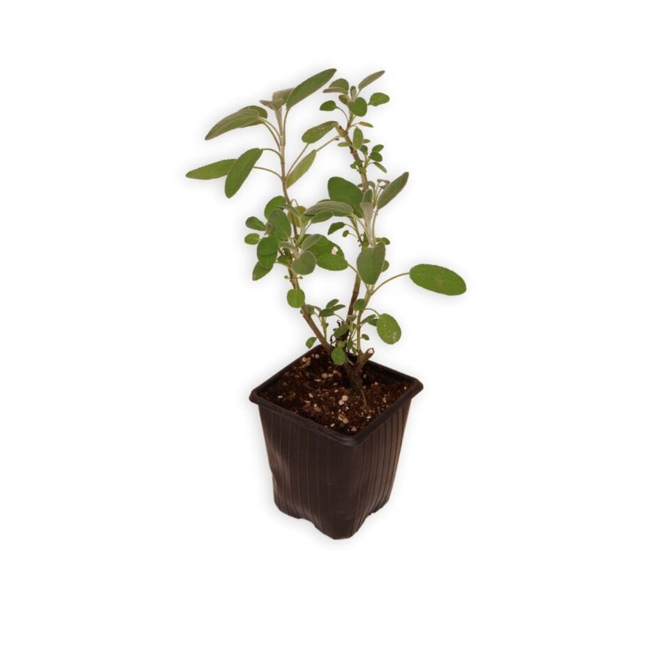 Ortaboy klasik adaçayı fidesi