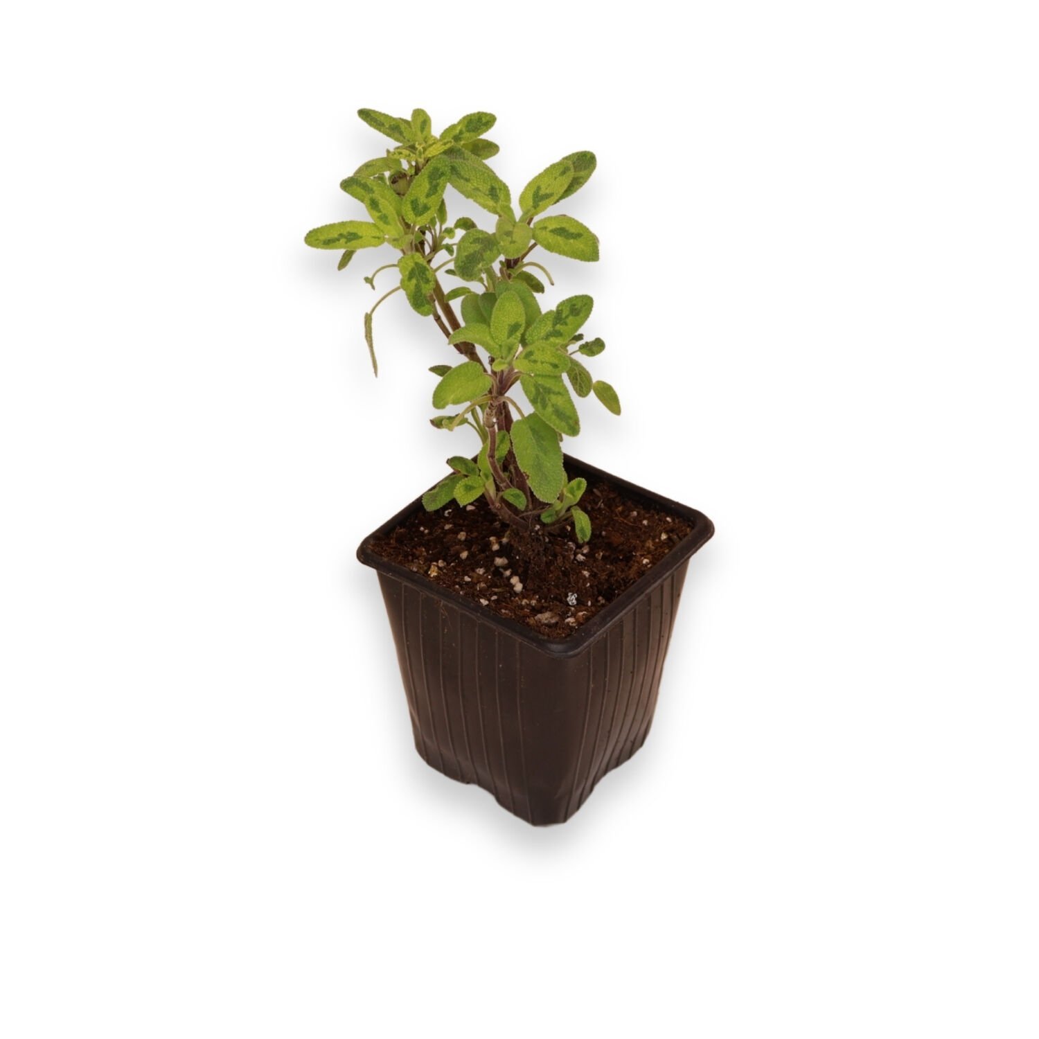 Ortaboy sarı yeşil adaçayı fidesi