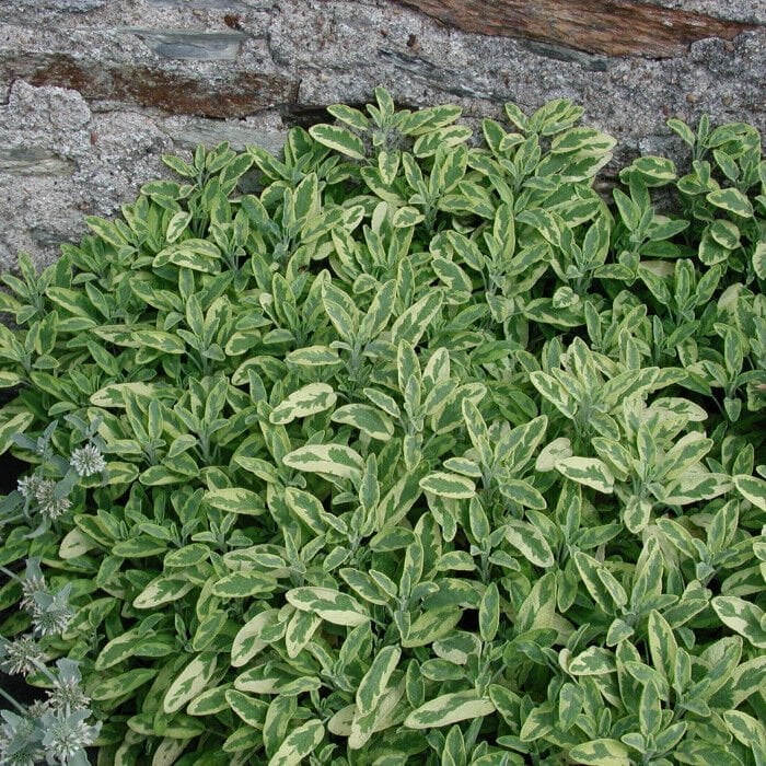 Ortaboy sarı yeşil adaçayı fidesi