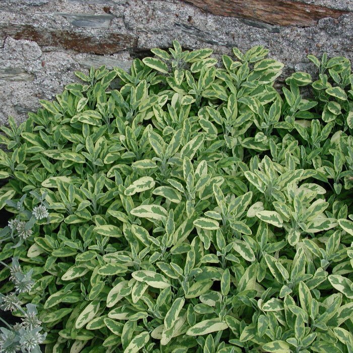 Ortaboy sarı yeşil adaçayı fidesi