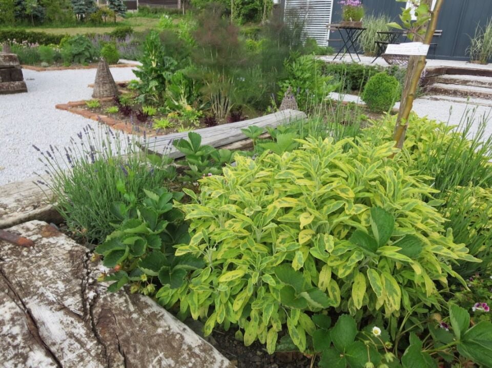 Ortaboy sarı yeşil adaçayı fidesi