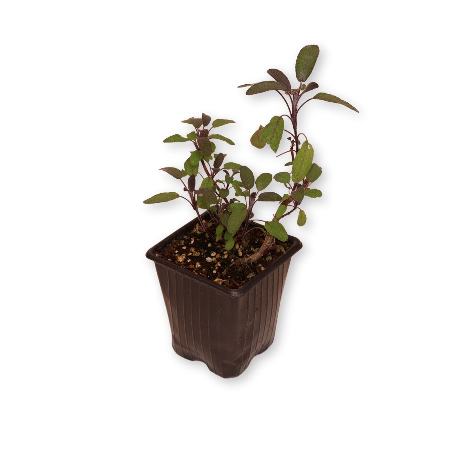 Ortaboy mor adaçayı fidesi