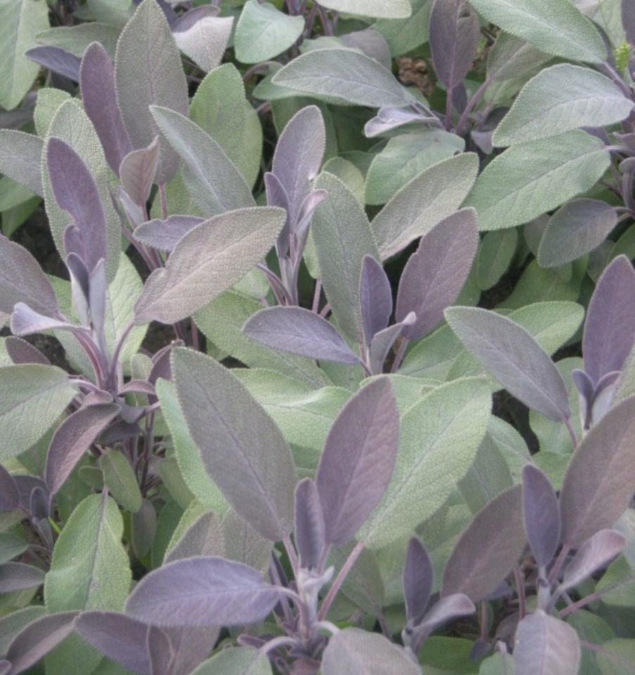 Ortaboy mor adaçayı fidesi