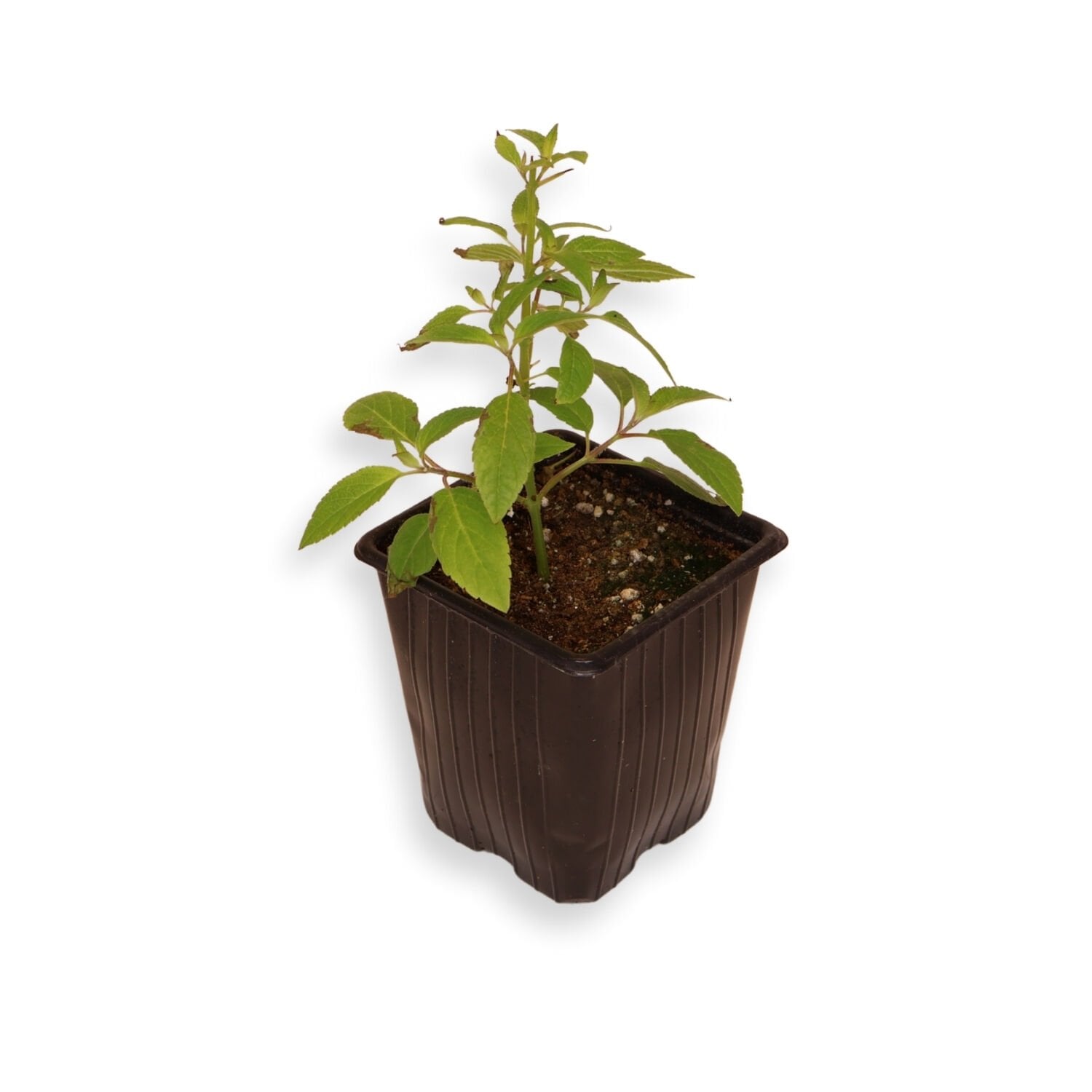 Ortaboy ananas kululu adaçayı fidesi