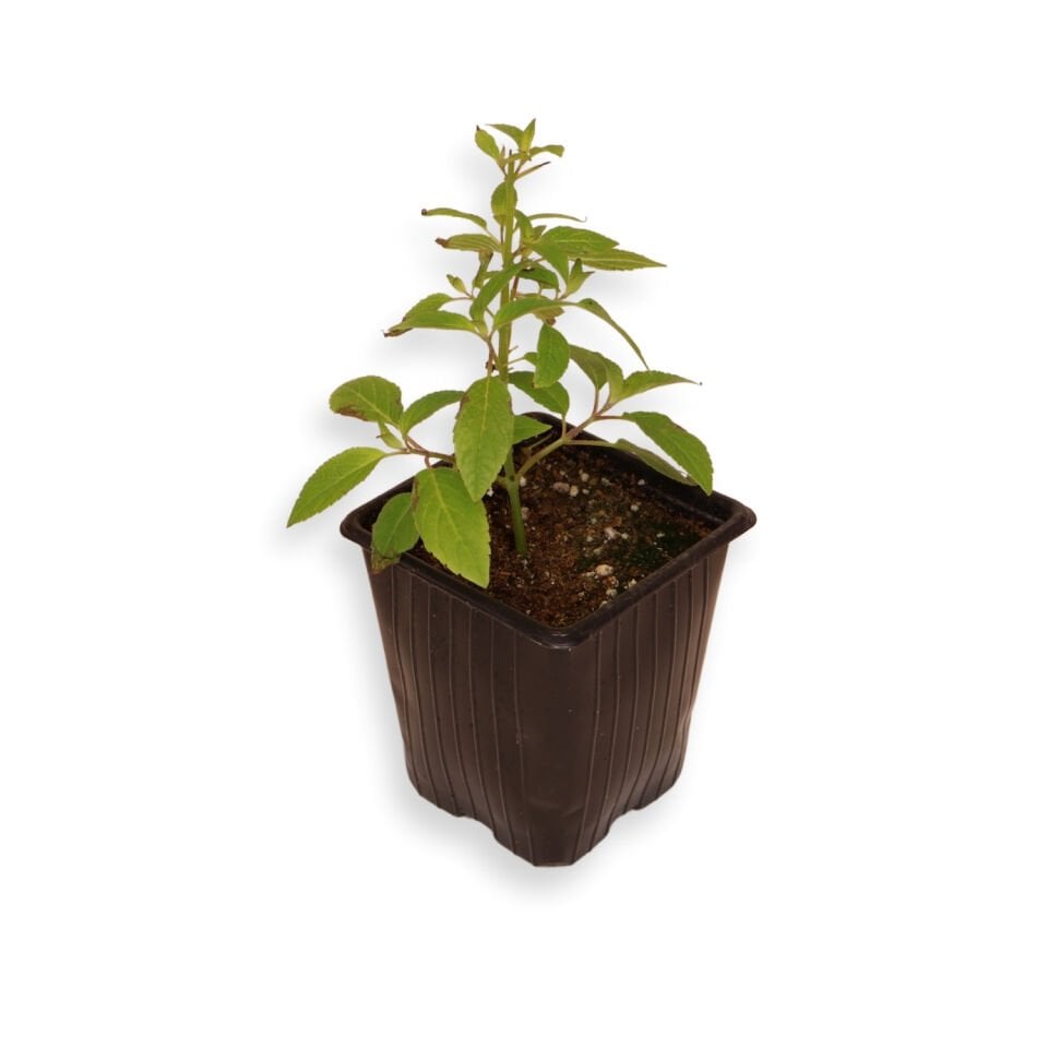 Ortaboy ananas kululu adaçayı fidesi