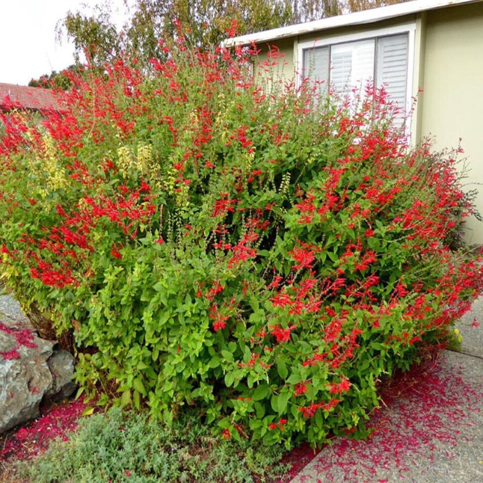 Ortaboy ananas kululu adaçayı fidesi