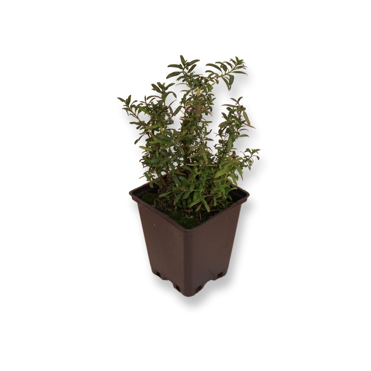 Ortaboy züfa / tarhana otu fidesi